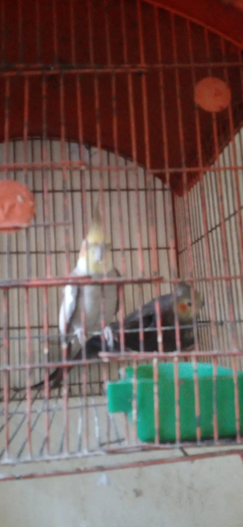 cocktail parrot pair l — photo 7