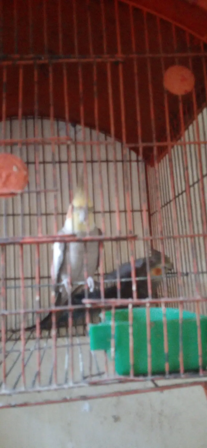 cocktail parrot pair l — photo 8