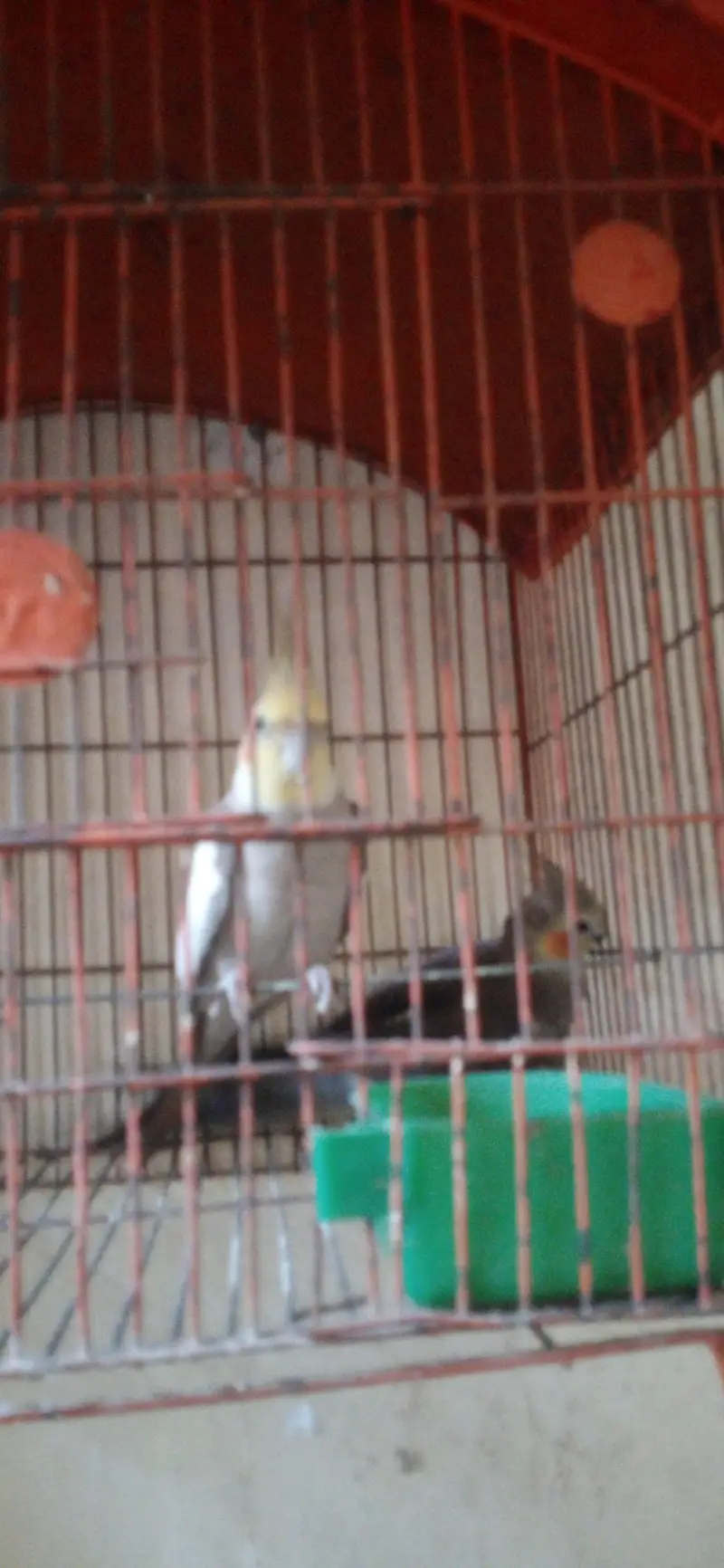 cocktail parrot pair l — photo 9