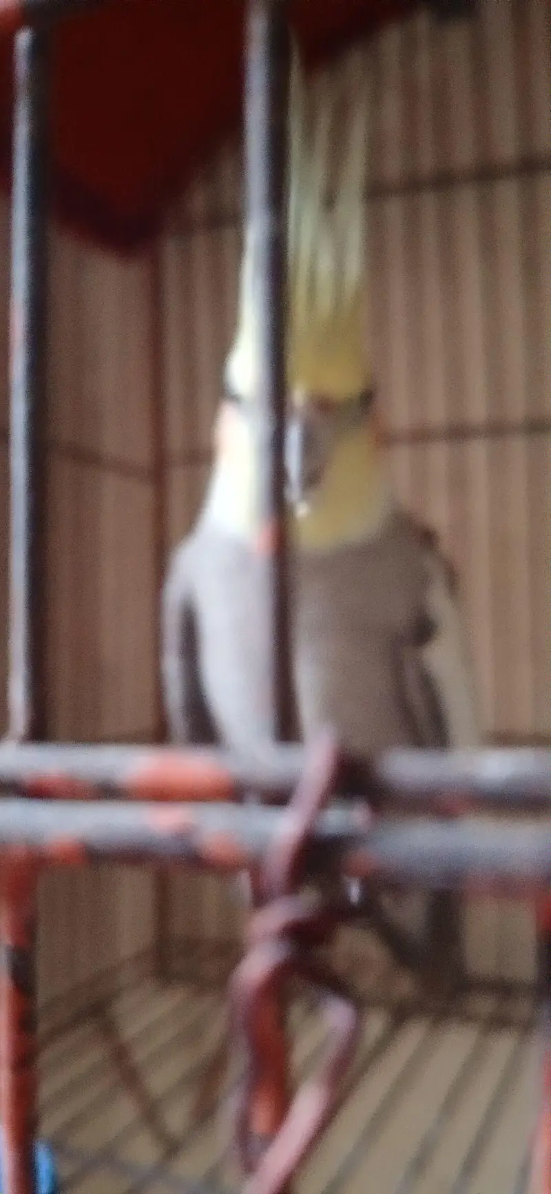 cocktail parrot pair l — photo 10