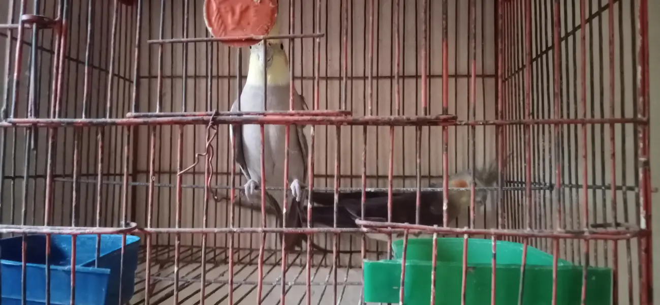 cocktail parrot pair l — photo 11