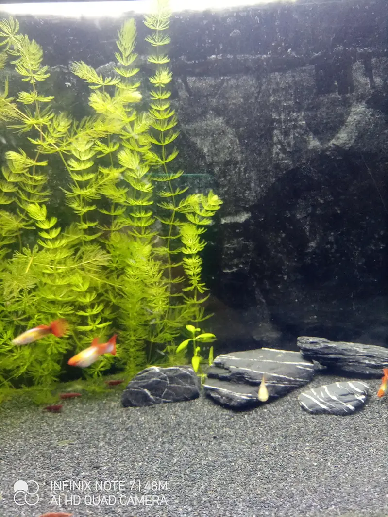 Koi Guppy — photo 2