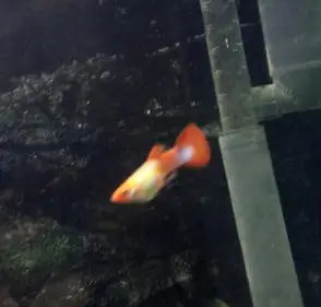 Koi Guppy — photo 3