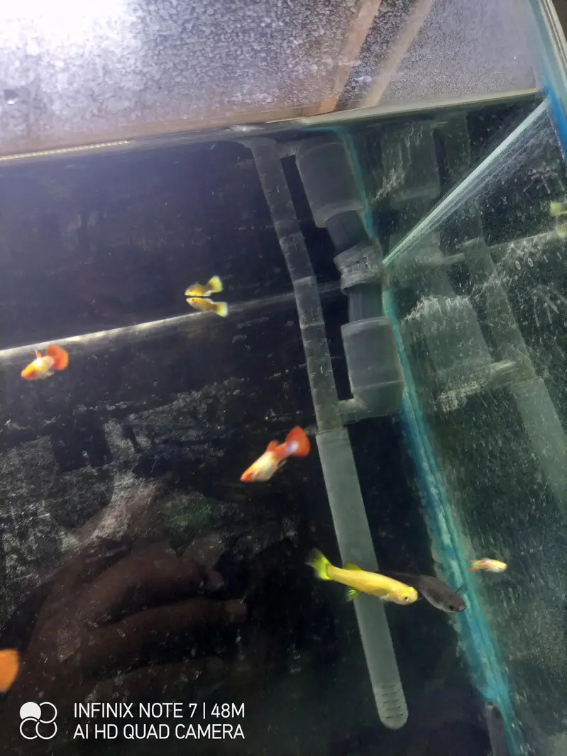 Koi Guppy — photo 4