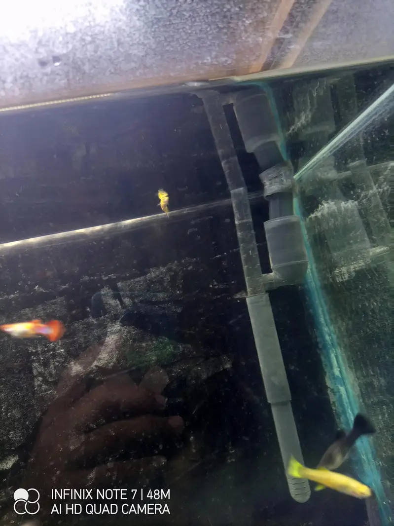 Koi Guppy — photo 5