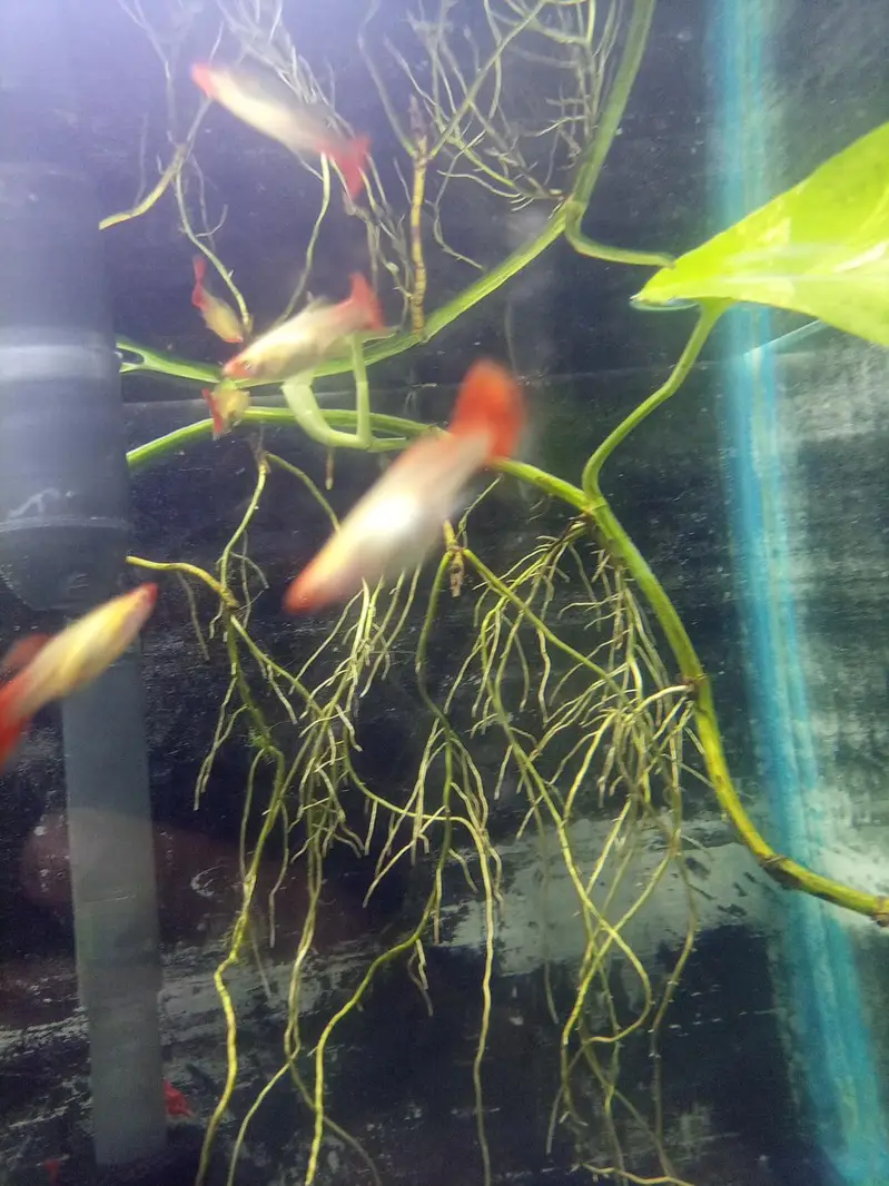 Koi Guppy — photo 6