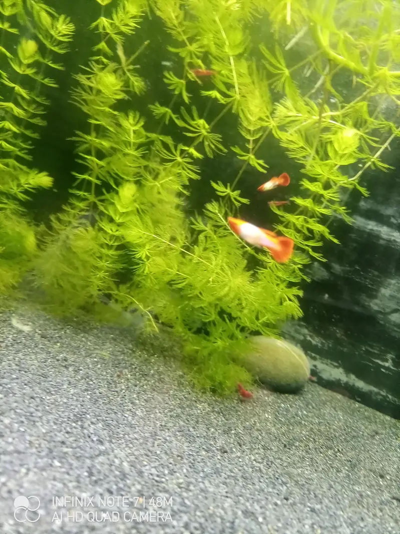 Koi Guppy — photo 9