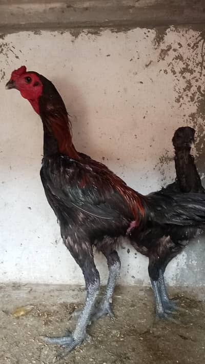 Dragon Aseel pair and Thai crass Aseel pair 03214734635
