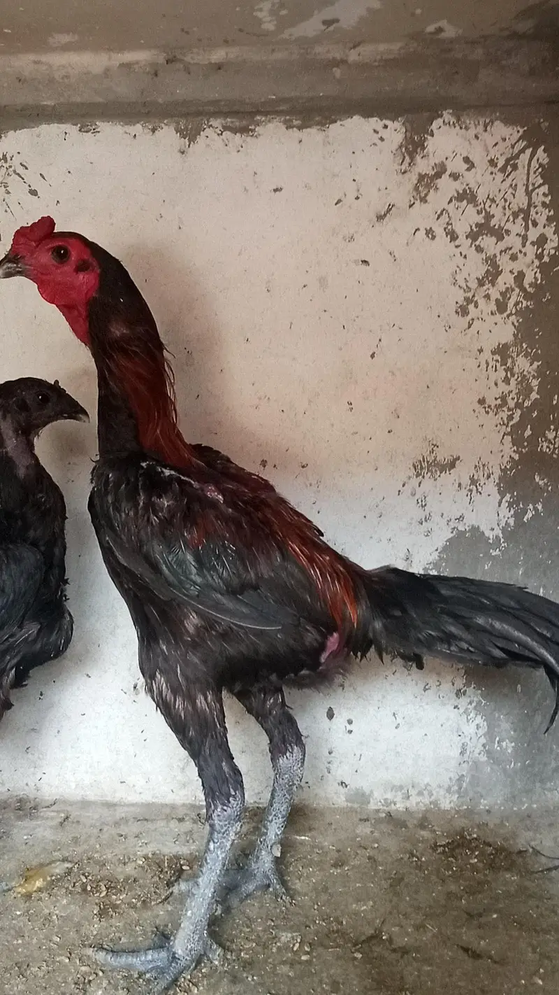Dragon Aseel pair and Thai crass Aseel pair 03214734635 — photo 2