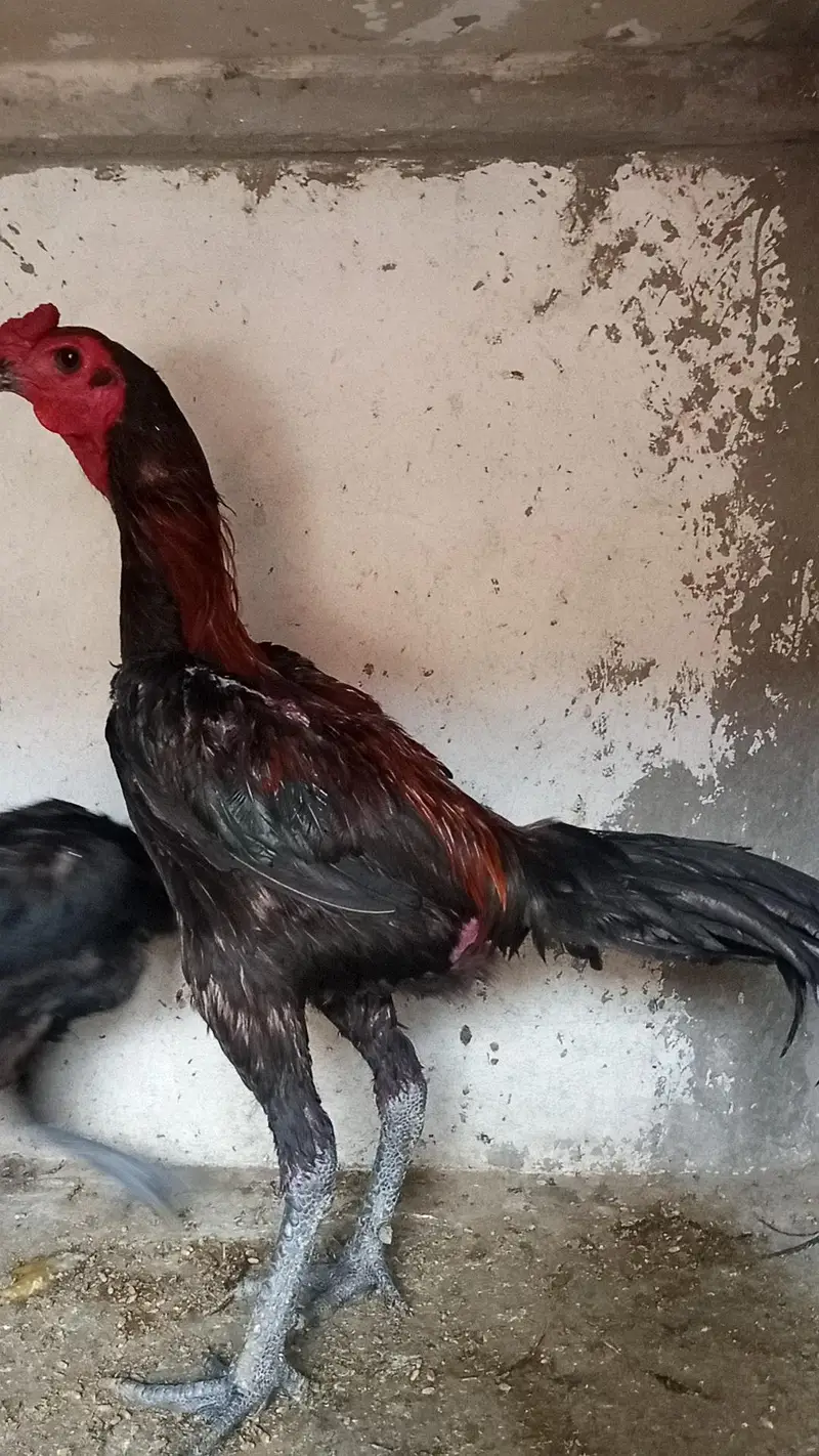 Dragon Aseel pair and Thai crass Aseel pair 03214734635 — photo 3