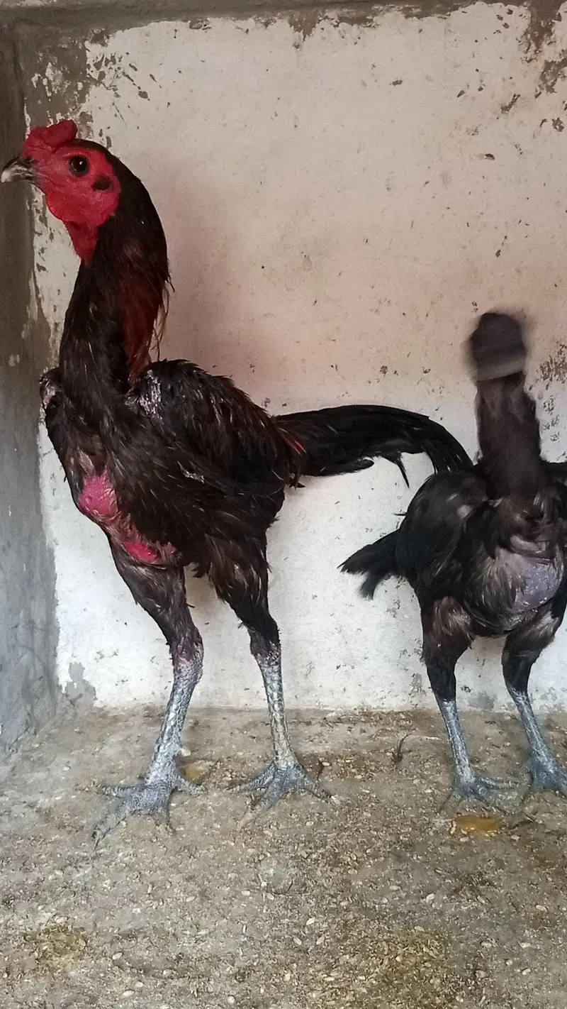 Dragon Aseel pair and Thai crass Aseel pair 03214734635 — photo 4