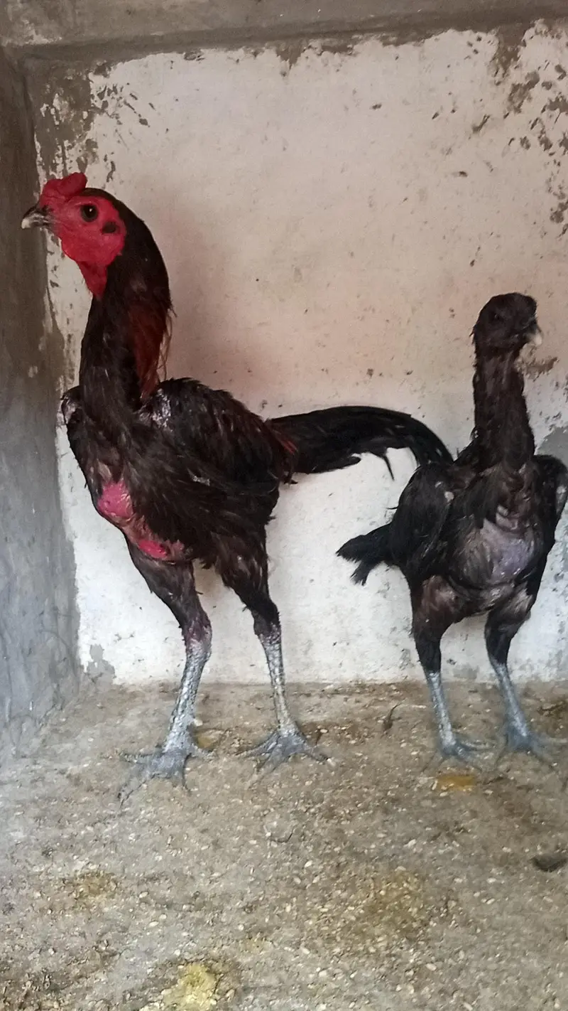 Dragon Aseel pair and Thai crass Aseel pair 03214734635 — photo 5