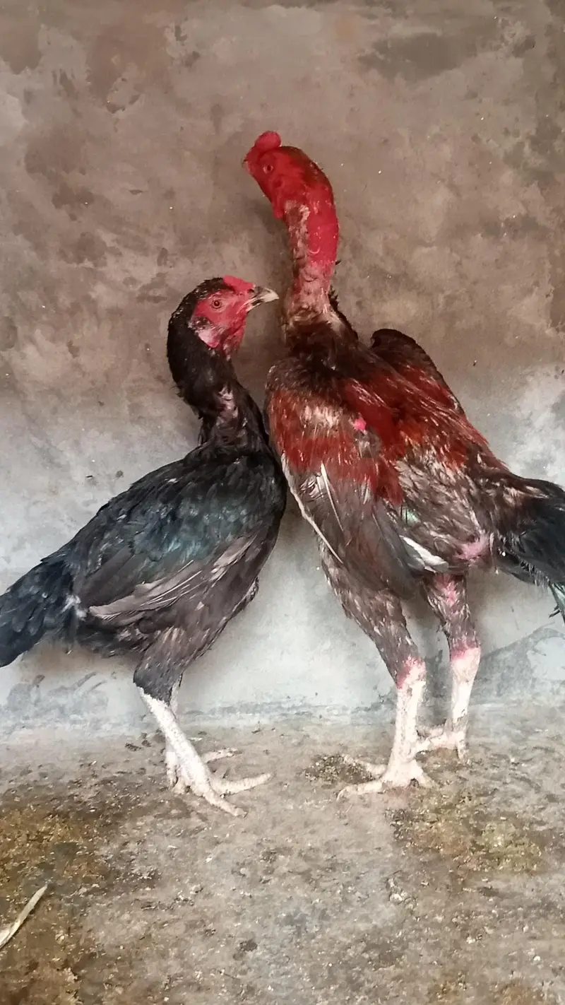 Dragon Aseel pair and Thai crass Aseel pair 03214734635 — photo 6