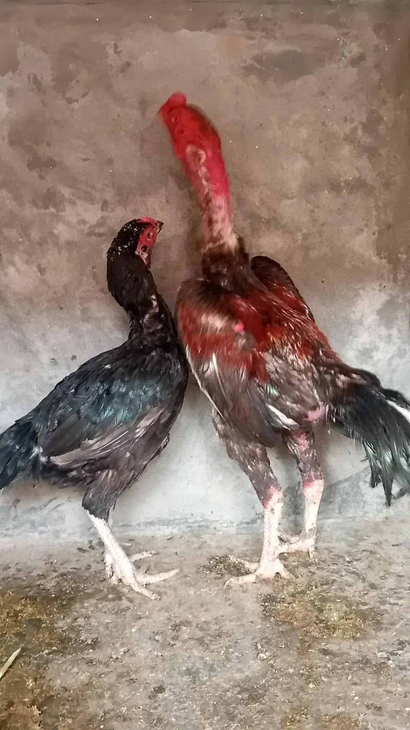 Dragon Aseel pair and Thai crass Aseel pair 03214734635 — photo 8