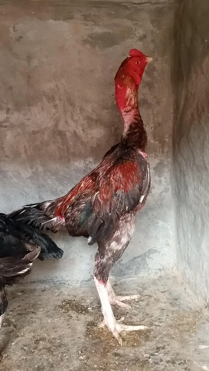 Dragon Aseel pair and Thai crass Aseel pair 03214734635 — photo 9