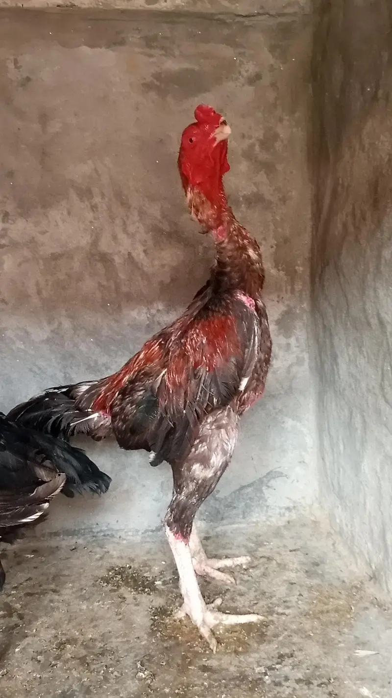Dragon Aseel pair and Thai crass Aseel pair 03214734635 — photo 10