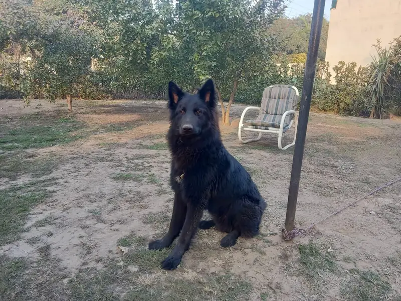 Bkack german shepherd male — photo 2