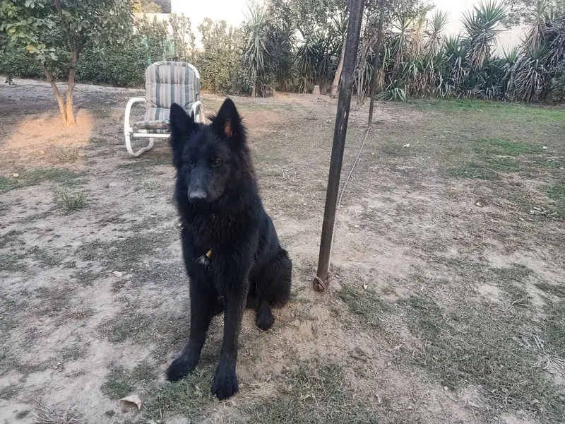 Bkack german shepherd male — photo 3