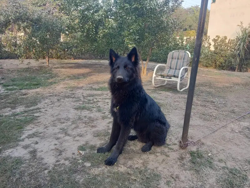 Bkack german shepherd male — photo 6