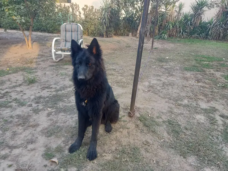 Bkack german shepherd male — photo 7