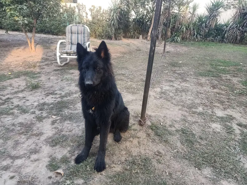 Bkack german shepherd male — photo 10