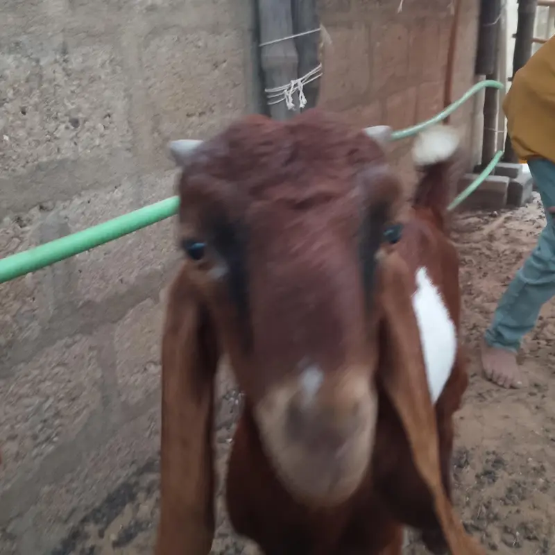 Desi bakra for sale