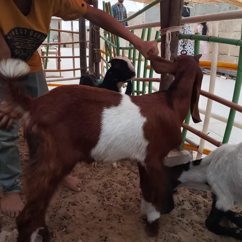 Desi bakra for sale — photo 2