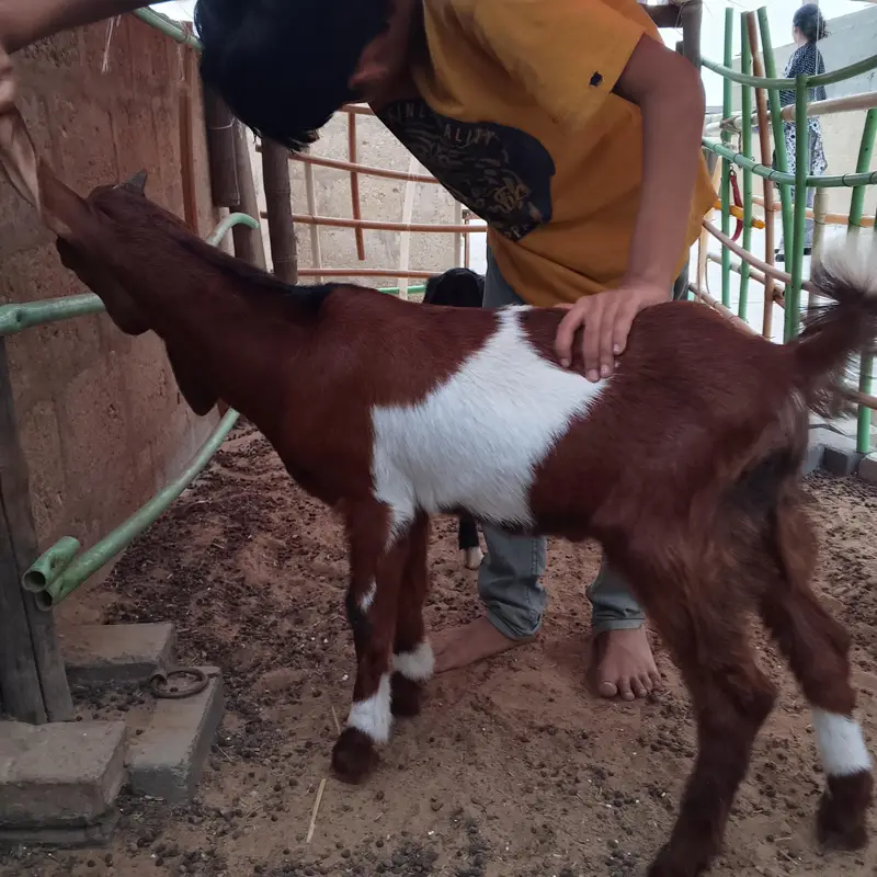 Desi bakra for sale — photo 3