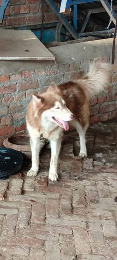 Siberian husky female