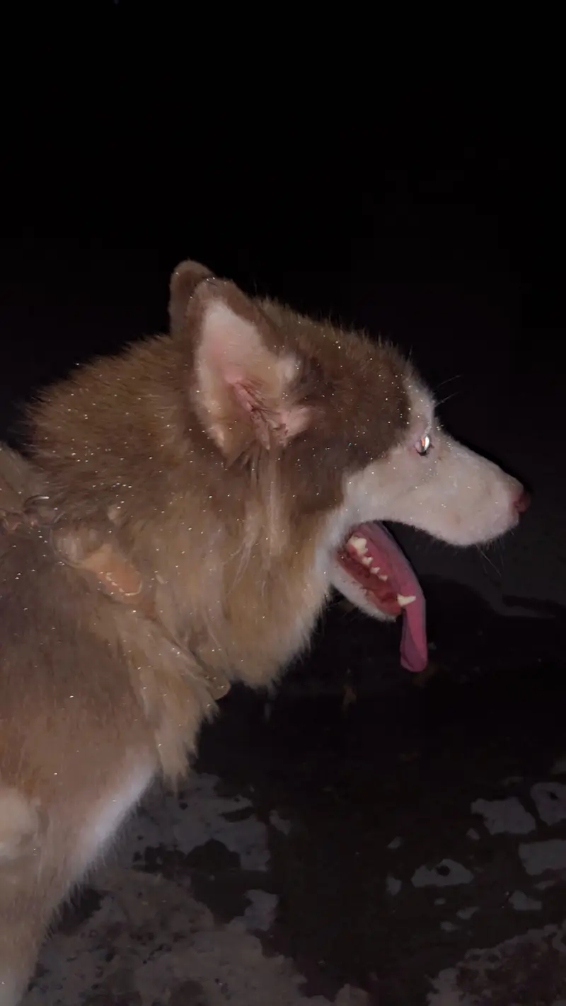 Siberian husky female — photo 2