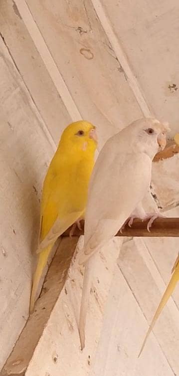 3 female hogoromo Split 100% 2 Red eye 1 black eye