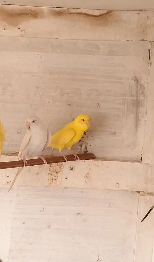 3 female hogoromo Split 100% 2 Red eye 1 black eye — photo 4