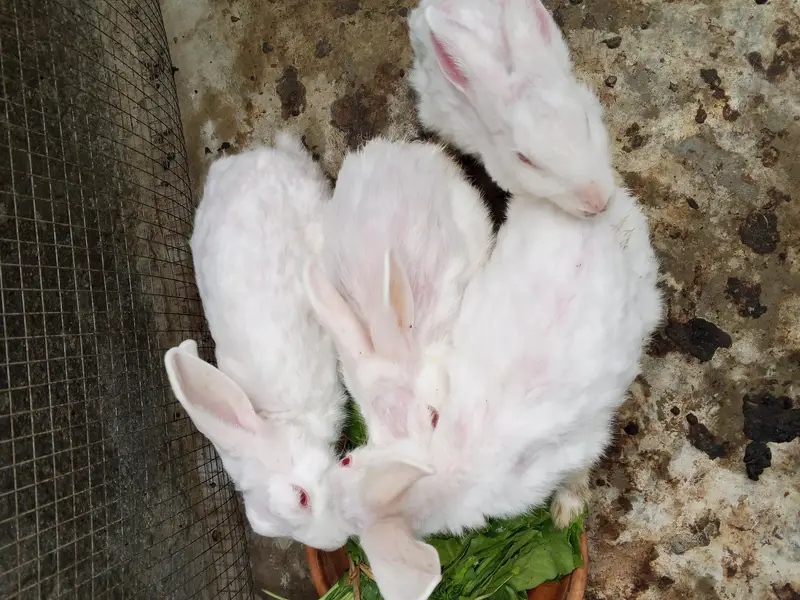 rabbit male female — photo 3
