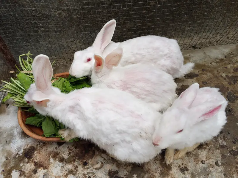 rabbit male female — photo 4