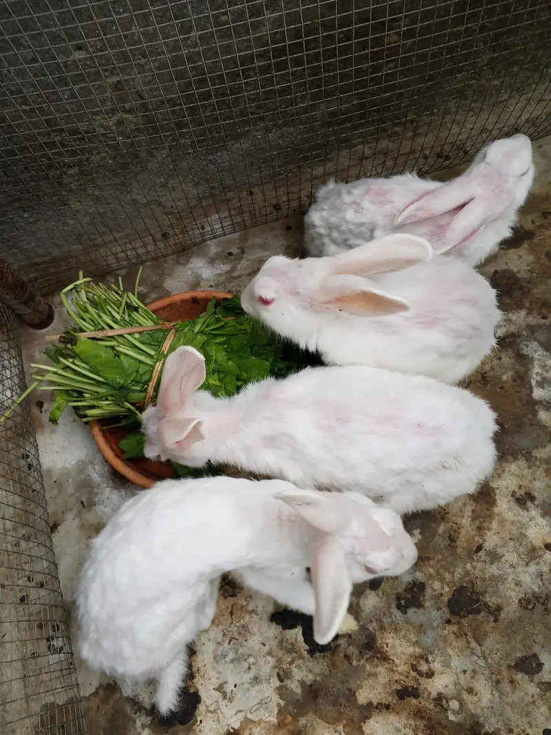 rabbit male female — photo 5