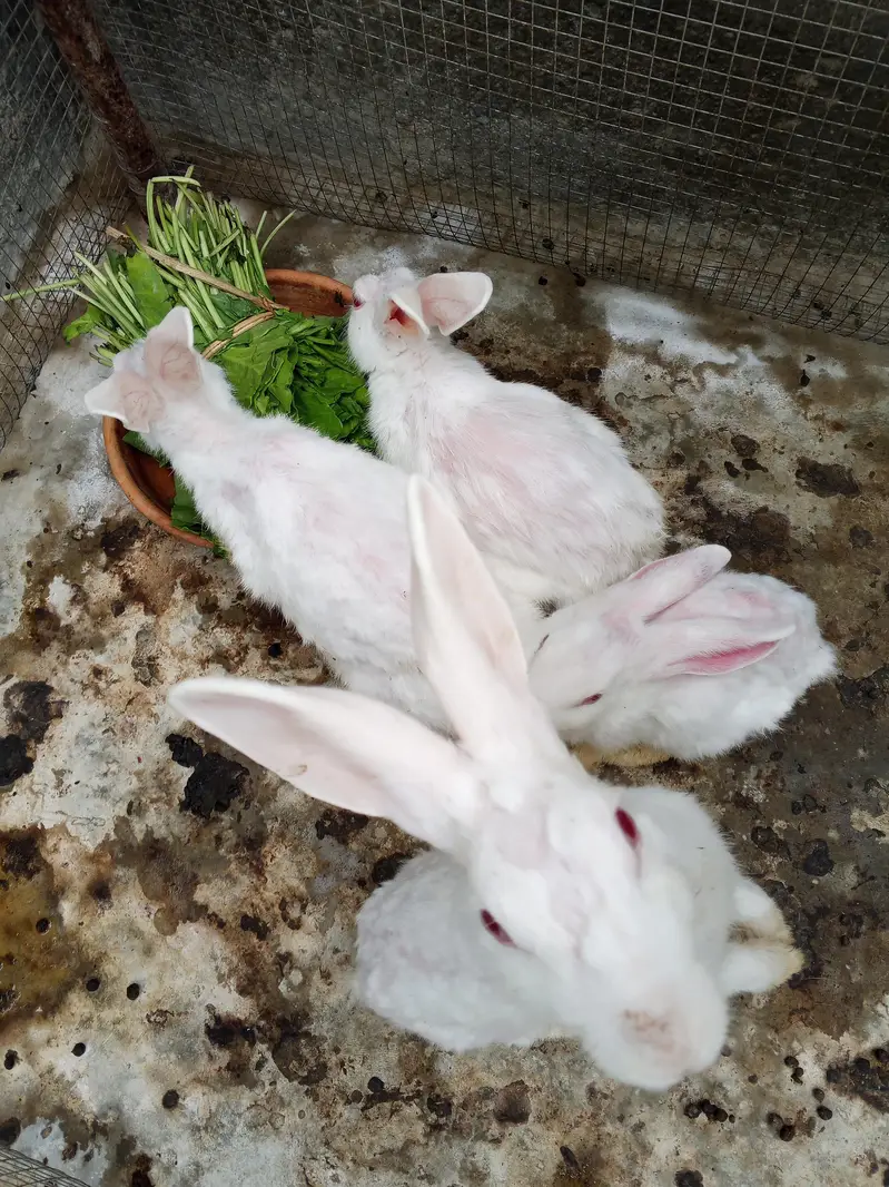 rabbit male female — photo 6