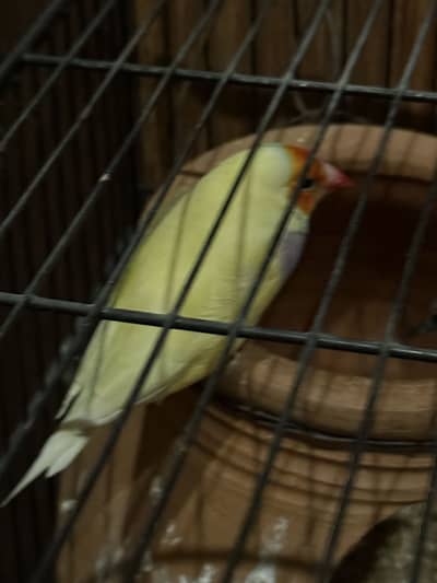 Gouldian finches
