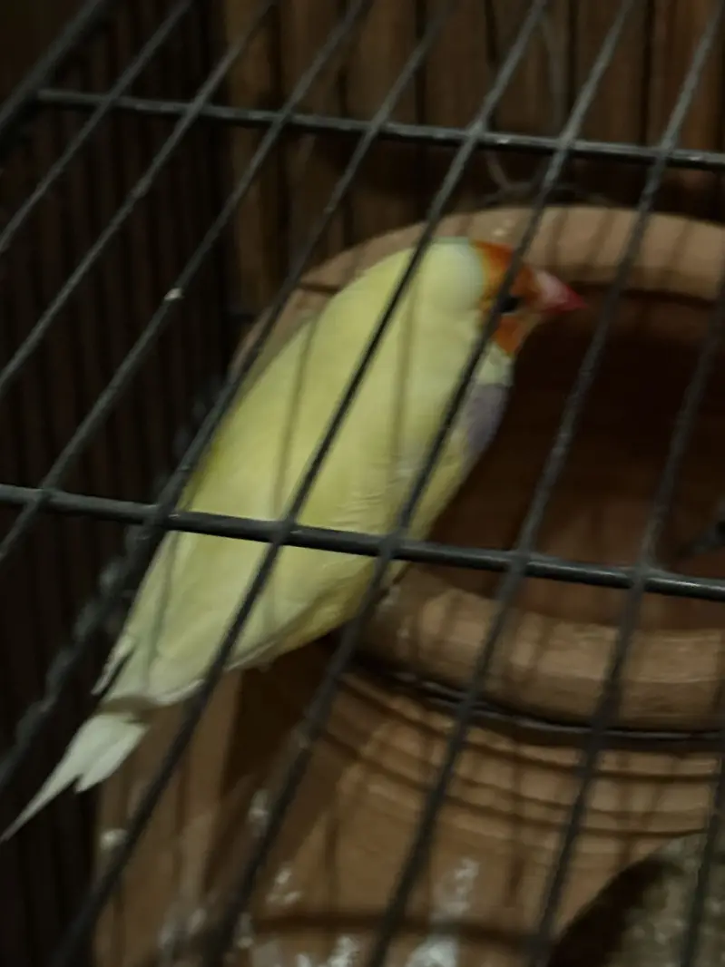 Gouldian finches
