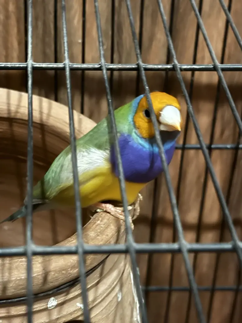 Gouldian finches — photo 2