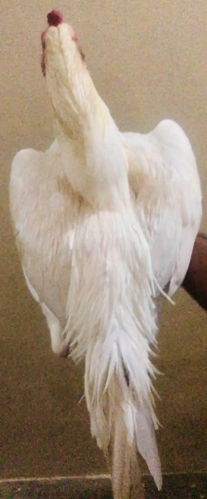 Heera aseel murga — photo 2