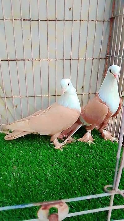 funcy kabootar