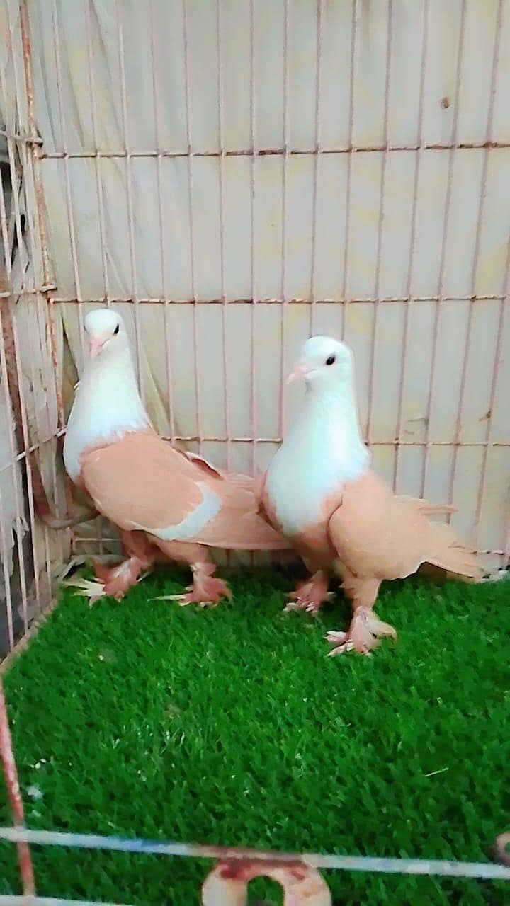 funcy kabootar 1