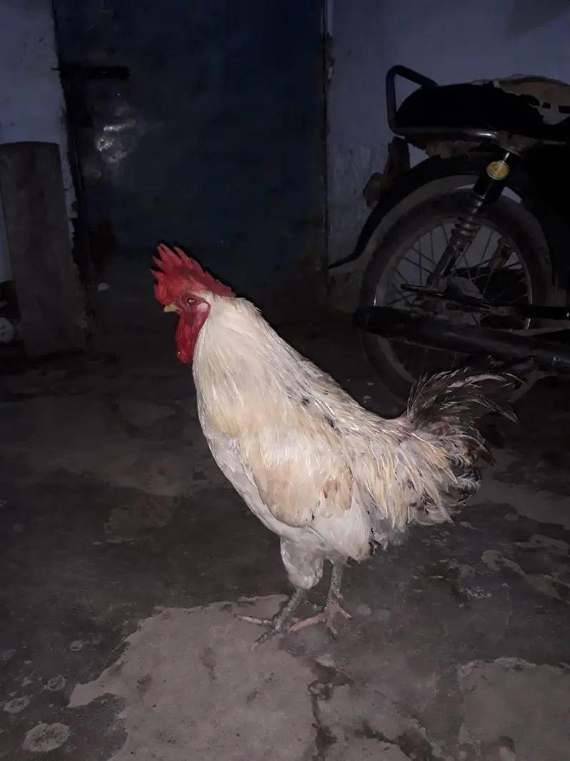 jaldi bachna hai — photo 2