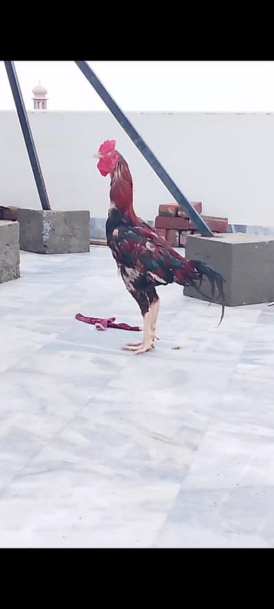 bengum aseel murga