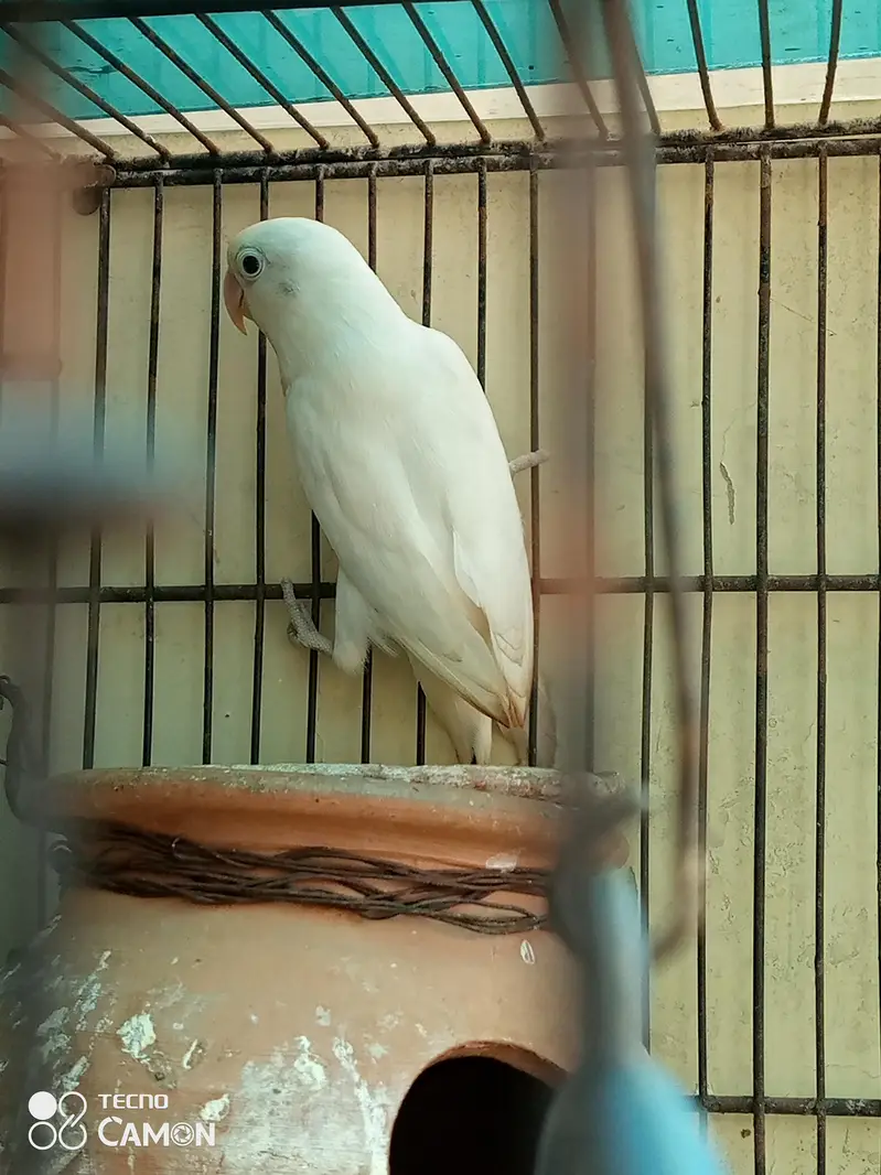 blue mask and albino — photo 2