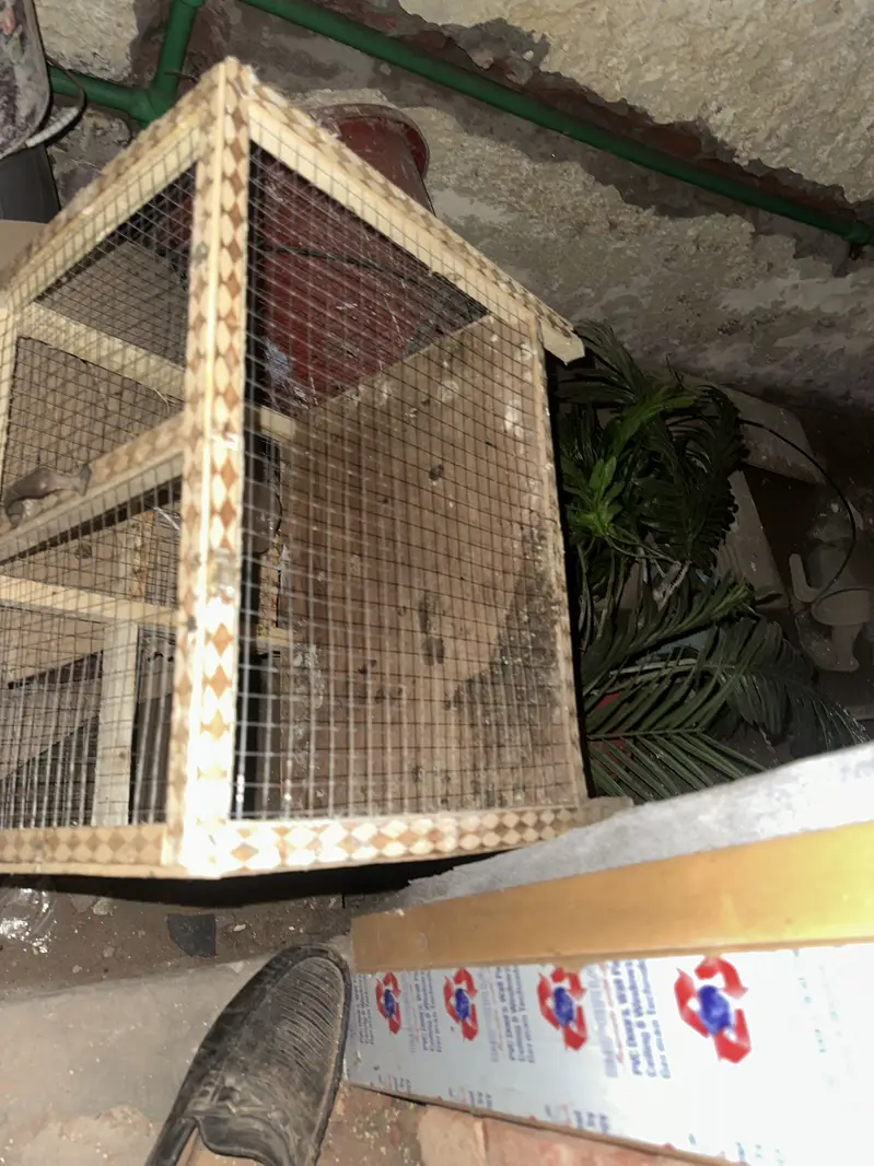 Best cages ever you find whatapp 03253704092 — photo 2