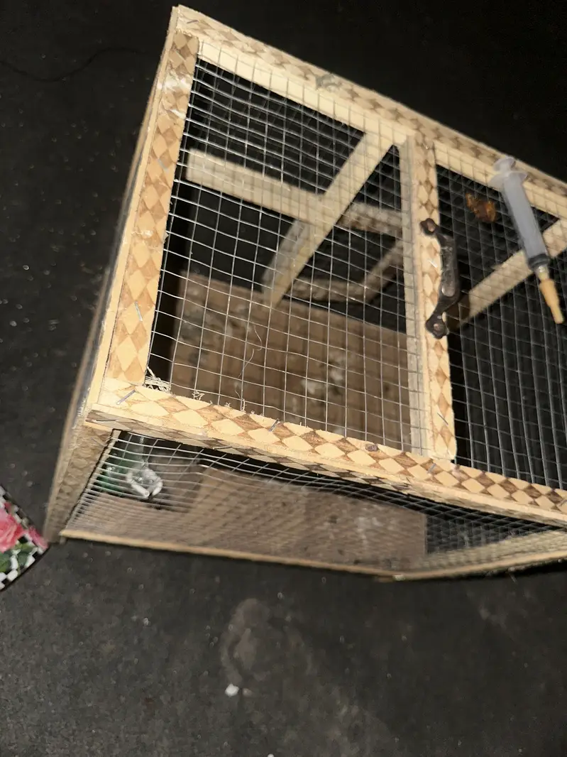 Best cages ever you find whatapp 03253704092 — photo 3