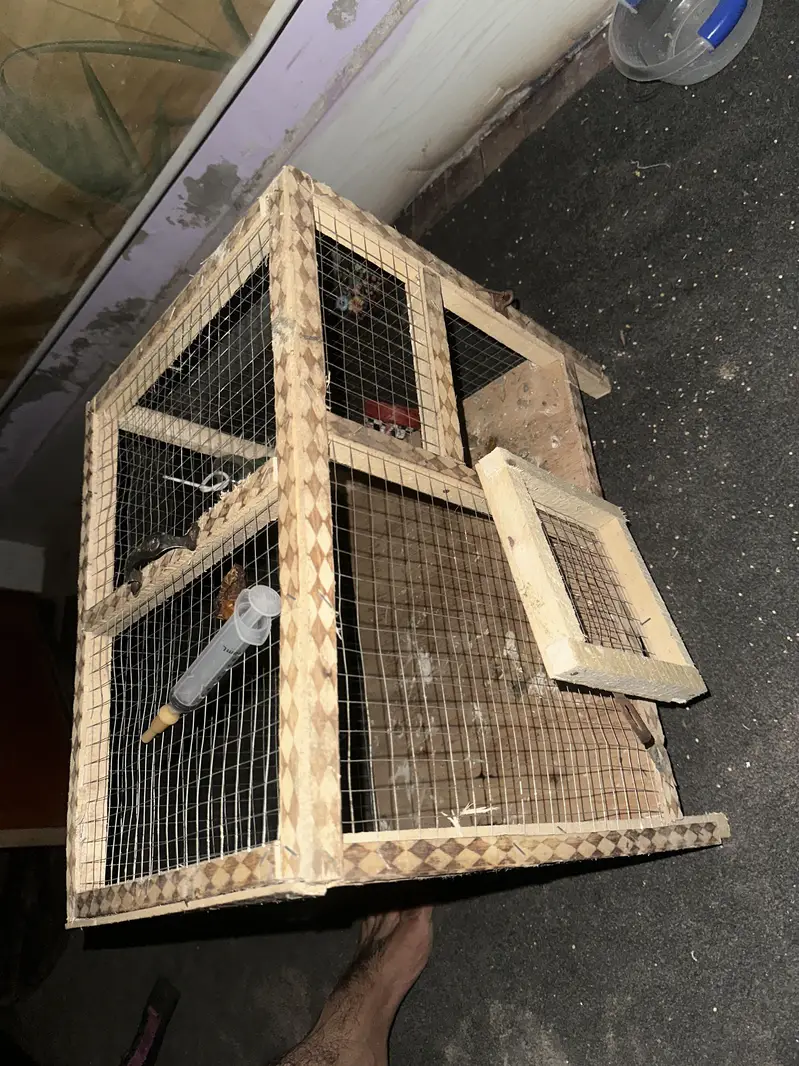 Best cages ever you find whatapp 03253704092 — photo 4