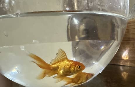 GOLD FISH