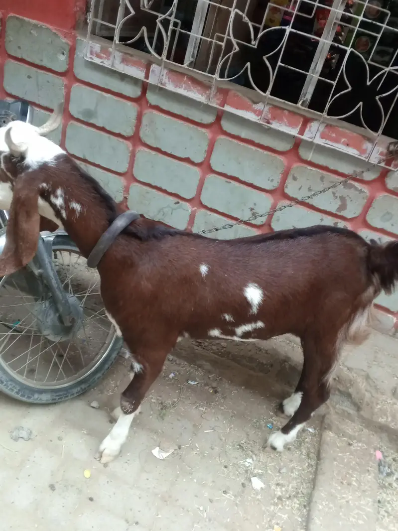 Fresh 2 dant Bakra for sale — photo 2